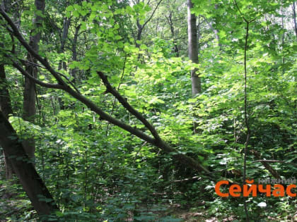 Суд обязал исключить Ичалковский бор в Нижегородской области из охотничьих угодий