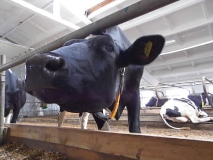 Минздрав опроверг угрозу вспышки сибирской язвы в Нижегородской области