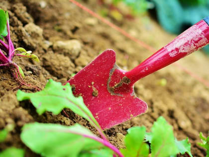 “Лес Победы”