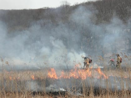 Опасность поджидает нижегородцев в лесу
