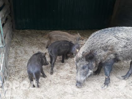 Чумные кабаны объявились в Нижегородской области