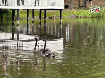 ​Одетта и Одиллия стали новыми жителями Лебединки