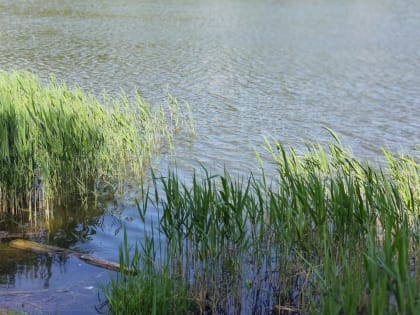 Два трупа нашли в Нижегородской области