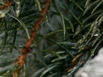 Потепление до -4 °C и небольшой снег обещают нижегородцам 25 января