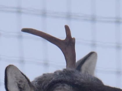 Олений рог украли из музея Керженского заповедника