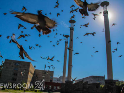 Мониторинг зараженности птиц и комаров проводят в Нижегородской области