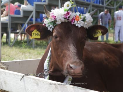 Нижегородские ученые разработали тест-систему для ранней диагностики лейкоза у коров