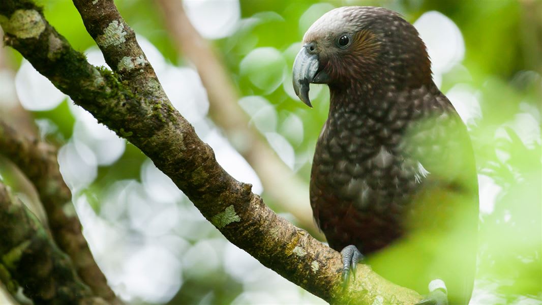 NZ native Kaka bird.