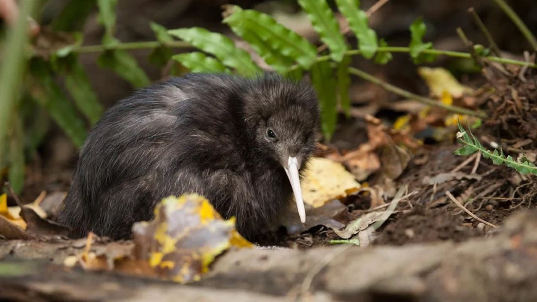 Brown Kiwi.