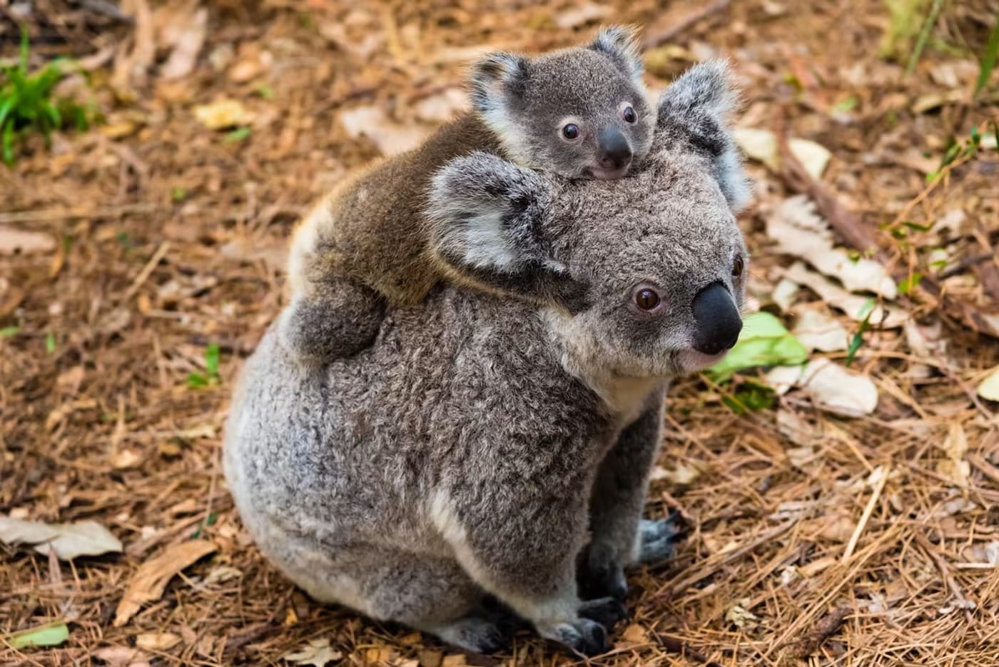 Koala carrying baby on back.