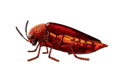Carcomas