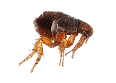 Pulgas
