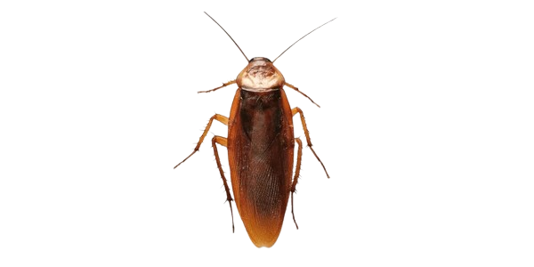 Cucarachas