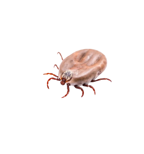 Garrapatas