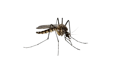 Mosquitos