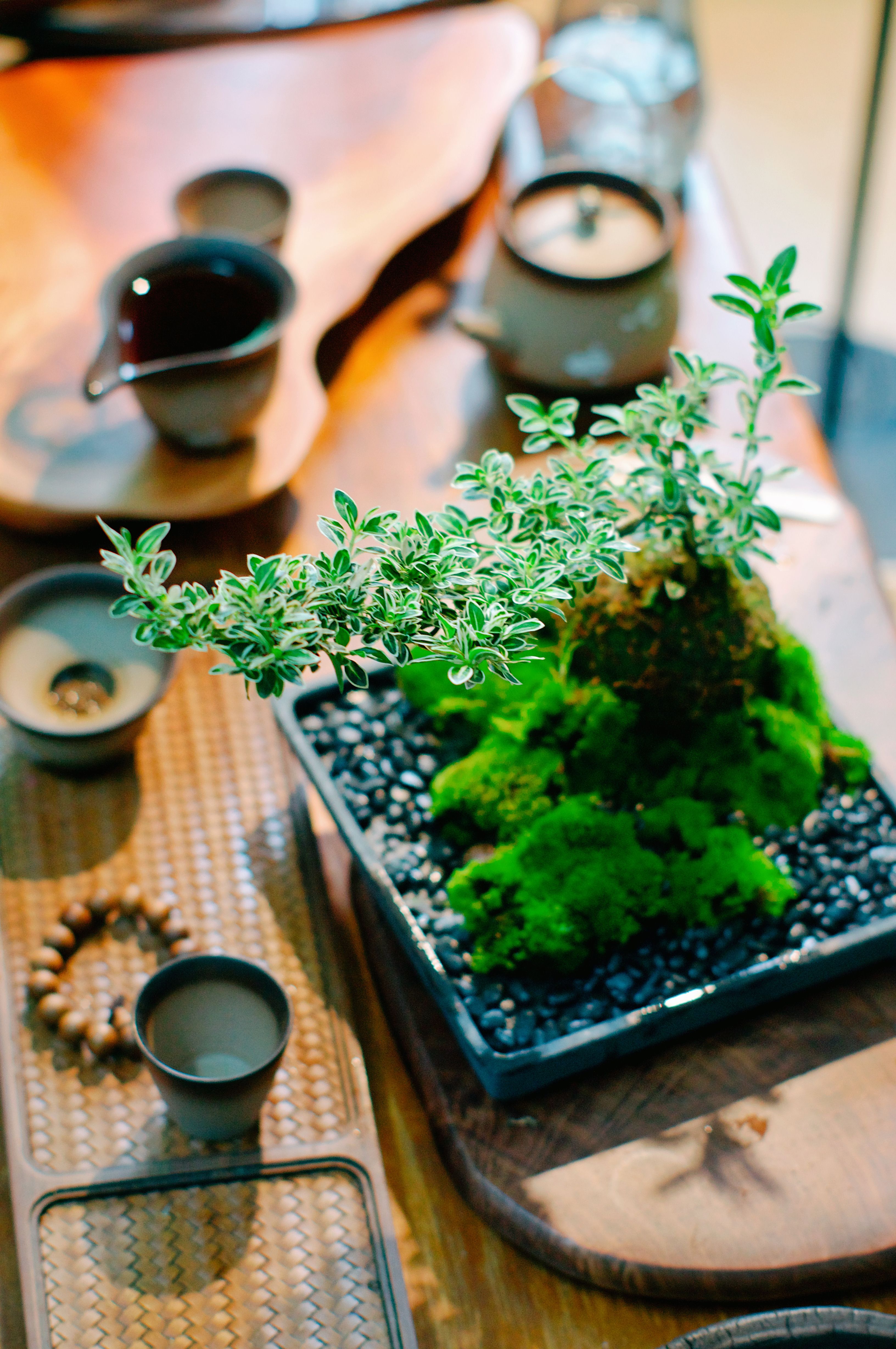 Love My Bonsai