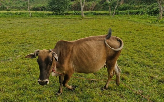 কাঁটাতার পেরিয়ে ফেনীর তিন গরুর ভারত ভ্রমণ!