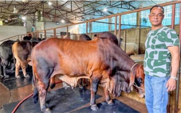 সুইজারল্যান্ড থেকে গরু বিক্রি করতে এলেন চট্টগ্রামের মহসিন