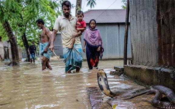 চট্টগ্রামে বন্যার্ত মানুষের আরেক দুর্ভোগ ‘বিষধর সাপ’
