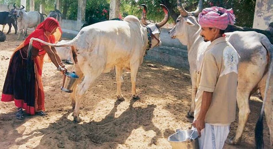 ভারতে প্রতি লিটার গোমূত্র ১০ রুপিতে কিনছে সরকার, উদ্দেশ্য কী?