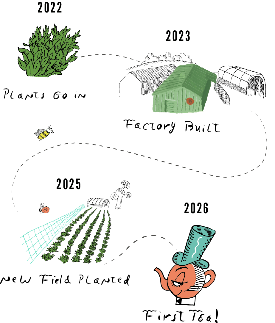 The Banks Tea - English Tea - Timeline History Image 3