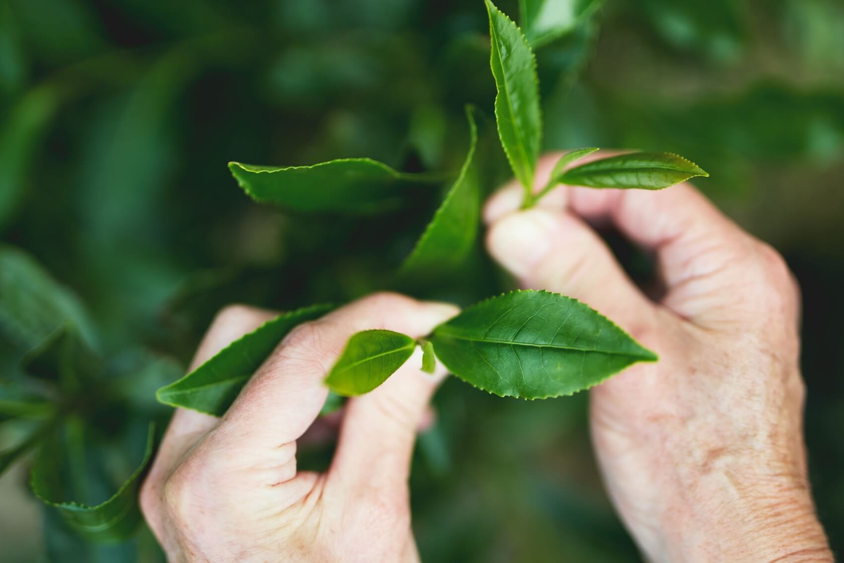 Banks Tea, Premium English Tea Gallery Photo - Leaf on bush
