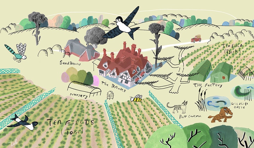 Banks Tea, Premium English Tea Gallery Photo - Illustrated Map