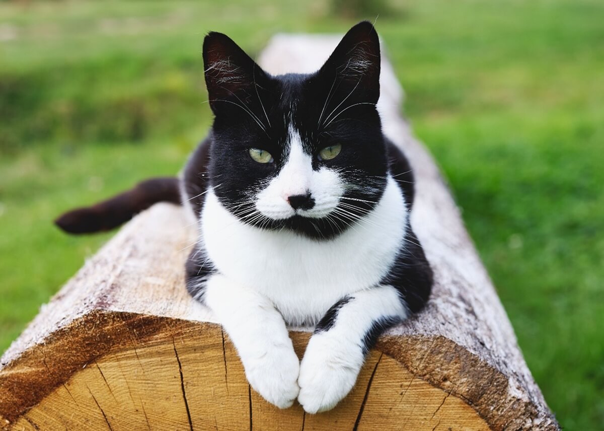 Banks Tea, Premium English Tea Gallery Photo - The Banks Cat
