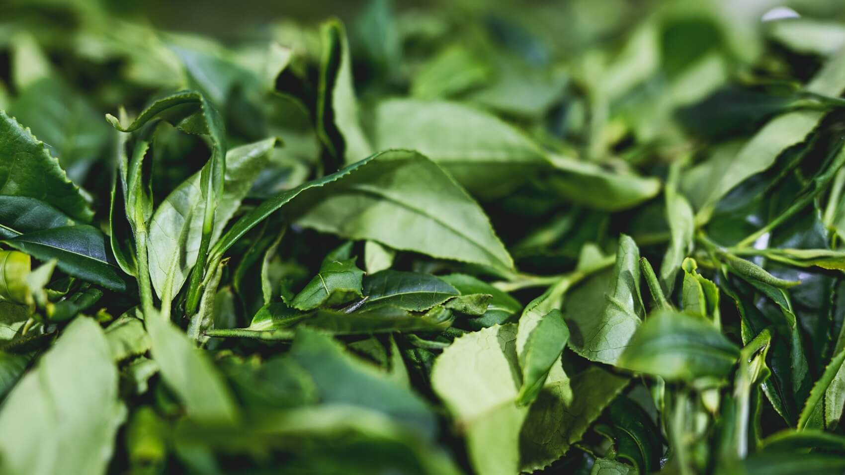 Banks Tea, Premium English Tea Gallery Photo - Tea Leaves 2