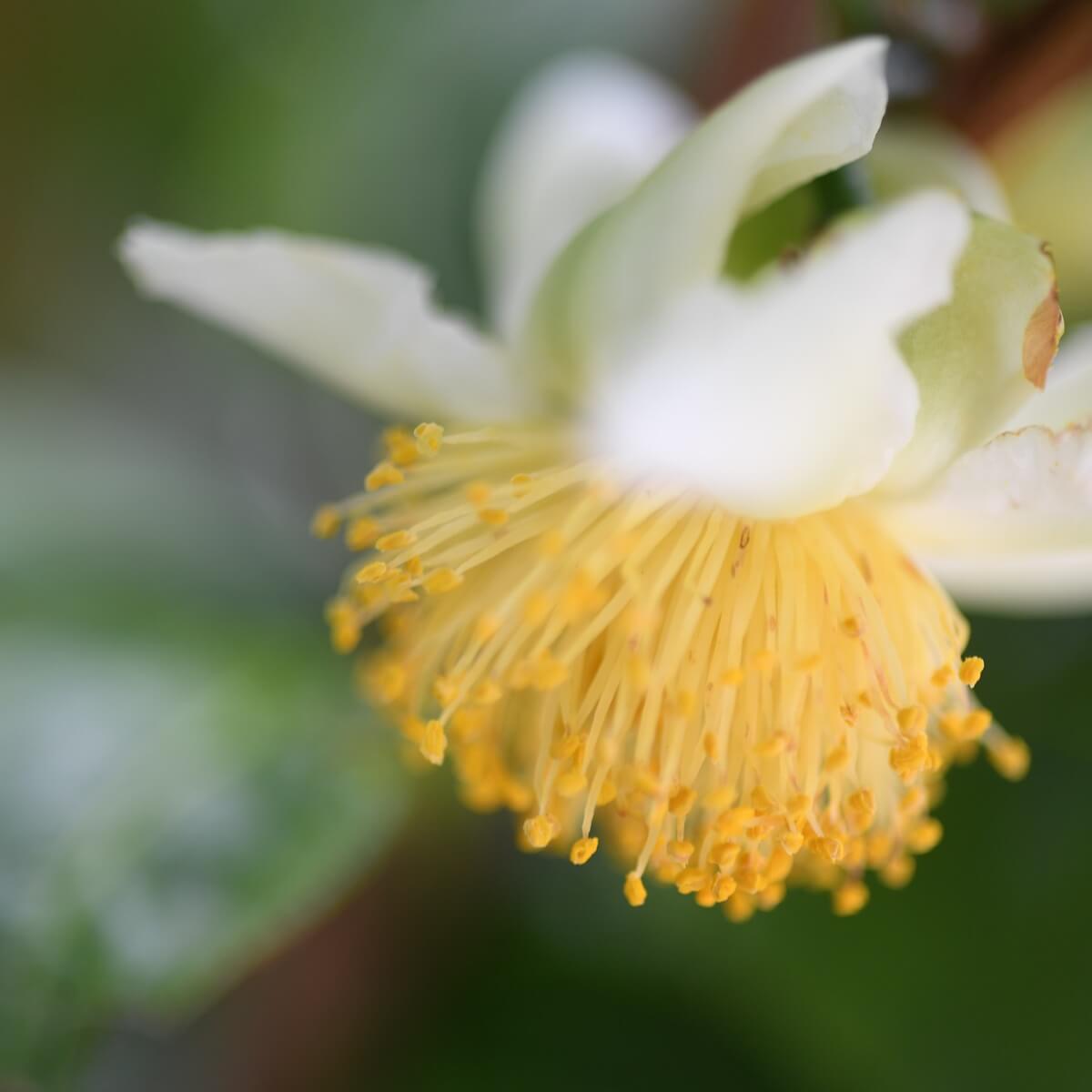 Blossom close