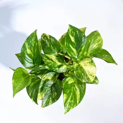 https://res.cloudinary.com/dauznfh72/image/upload/v1706731409/JRS-Ecomm/file_1706731407833.webp