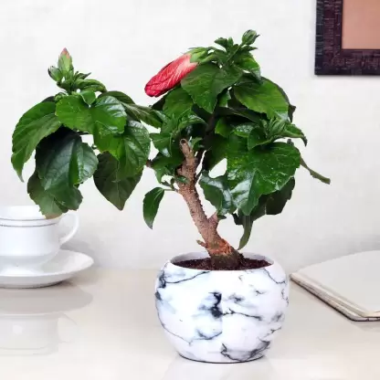 https://res.cloudinary.com/dauznfh72/image/upload/v1706731693/JRS-Ecomm/file_1706731692073.webp