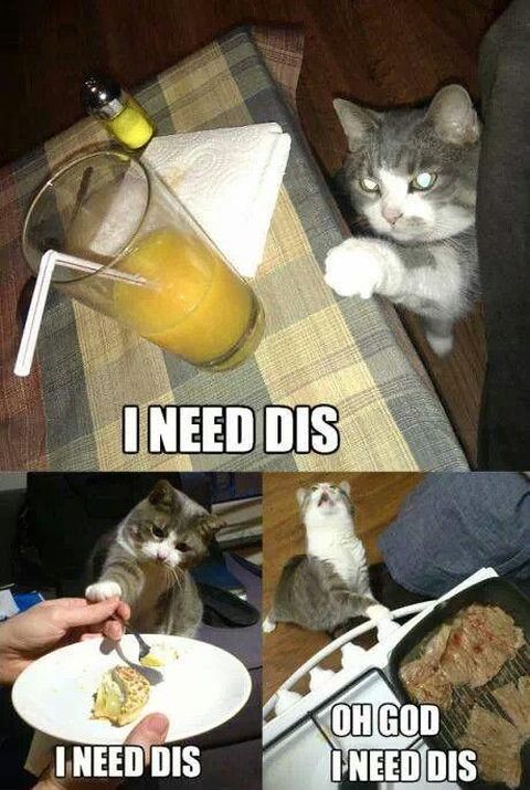 16+ Daily Struggles Only Cat Owners Will Understand