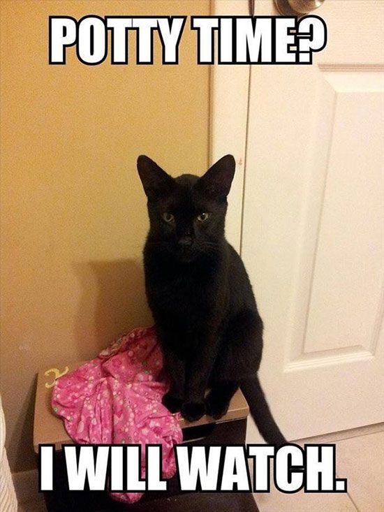 16+ Daily Struggles Only Cat Owners Will Understand