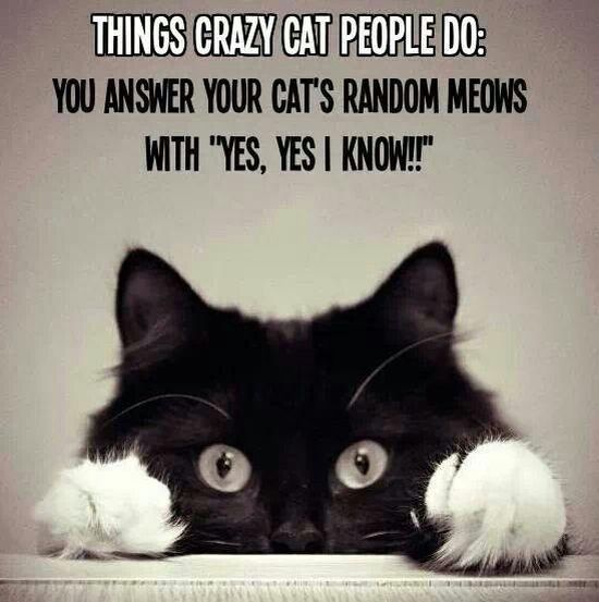 16+ Daily Struggles Only Cat Owners Will Understand