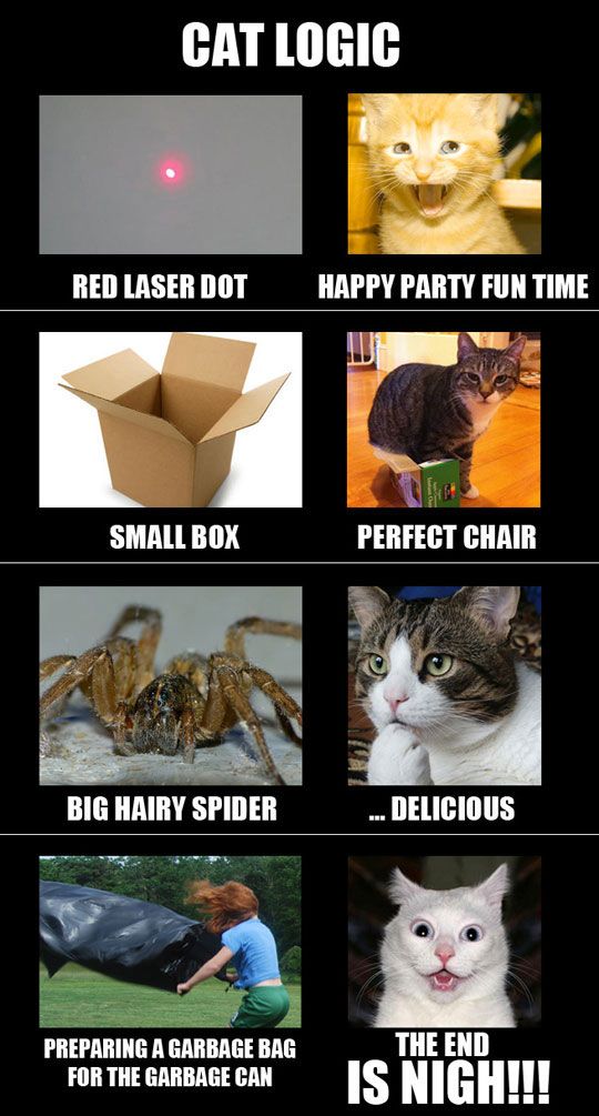 16+ Daily Struggles Only Cat Owners Will Understand