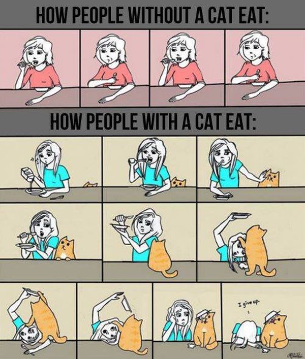 16+ Daily Struggles Only Cat Owners Will Understand