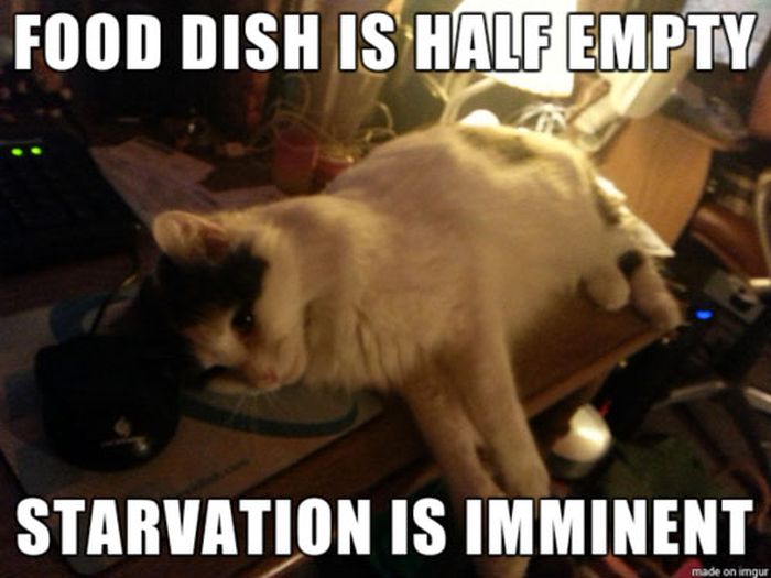 16+ Daily Struggles Only Cat Owners Will Understand