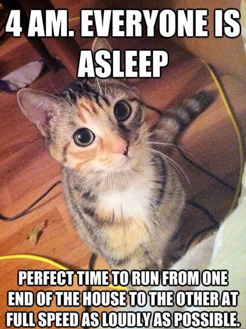 16+ Daily Struggles Only Cat Owners Will Understand