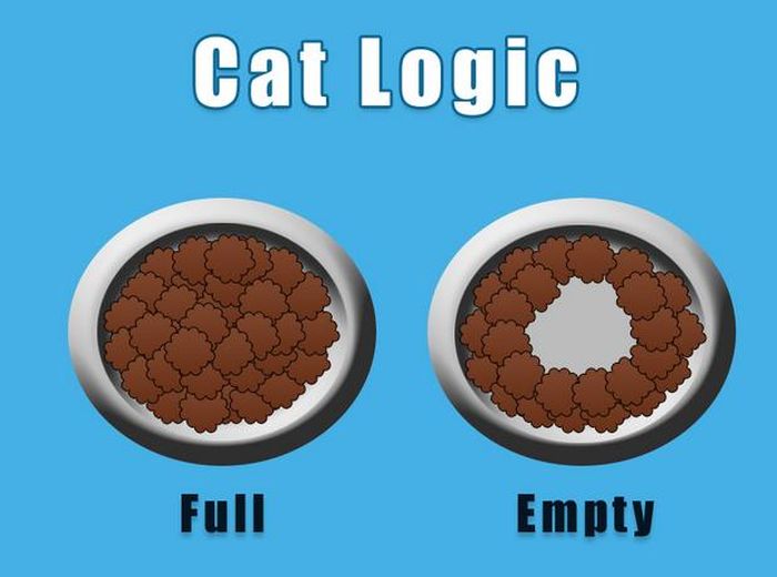 16+ Daily Struggles Only Cat Owners Will Understand