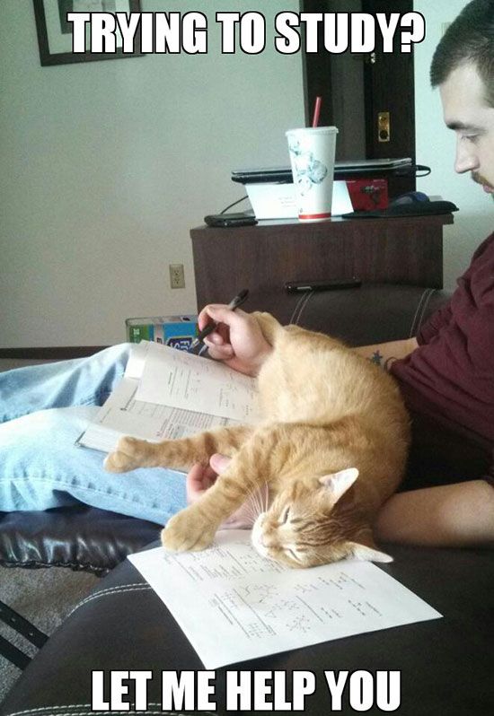 16+ Daily Struggles Only Cat Owners Will Understand