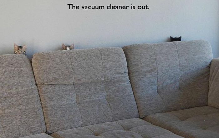 16+ Daily Struggles Only Cat Owners Will Understand