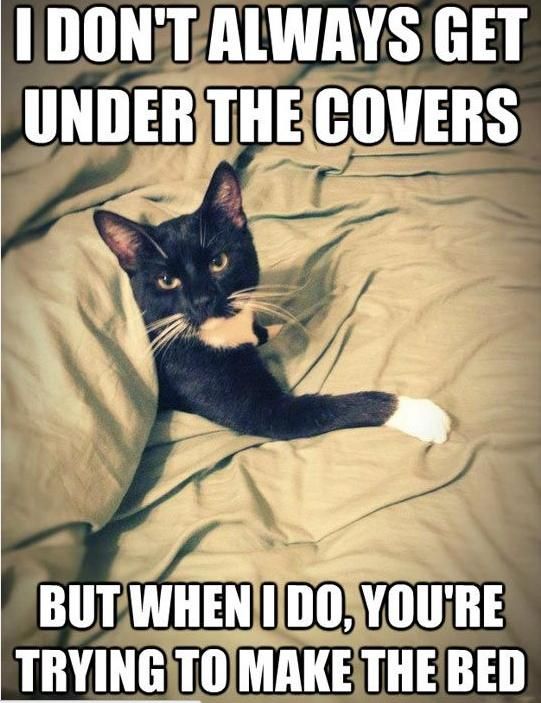 16+ Daily Struggles Only Cat Owners Will Understand