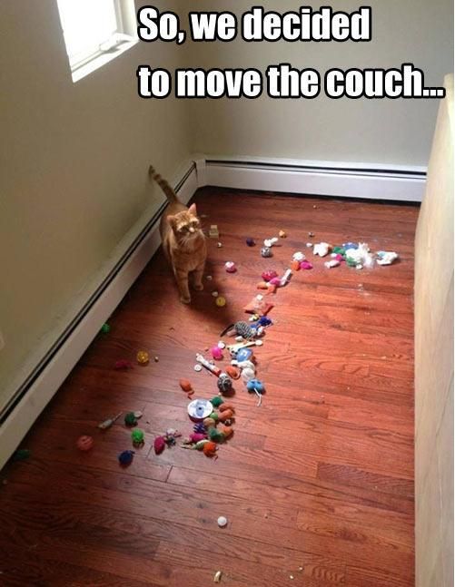 16+ Daily Struggles Only Cat Owners Will Understand