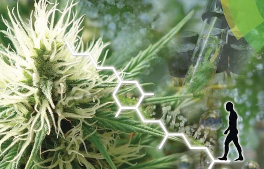 Fytokanabinoidy: úplný sjednocený seznam - Úvod