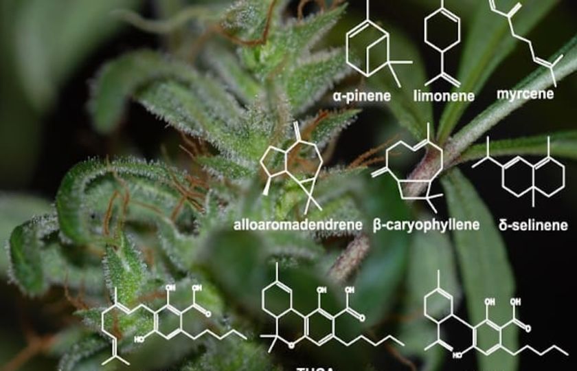 Terpenové syntázy z konopí Cannabis Sativa