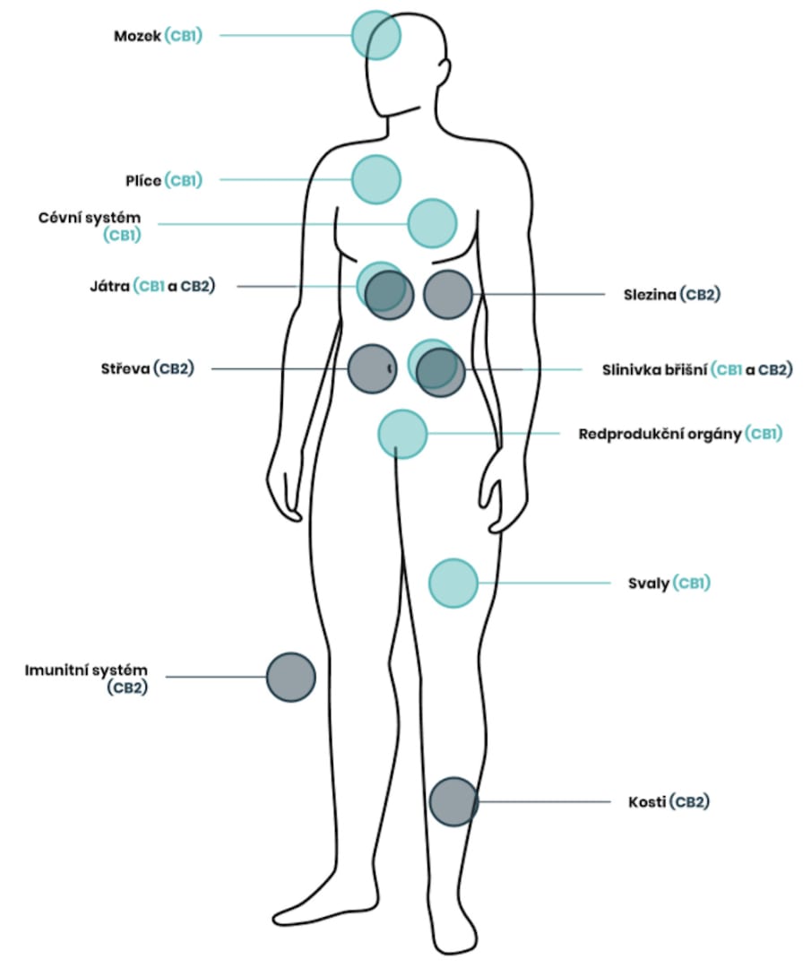 Endokanabinoidní systém a kanabinoidní receptory CB1 a CB2