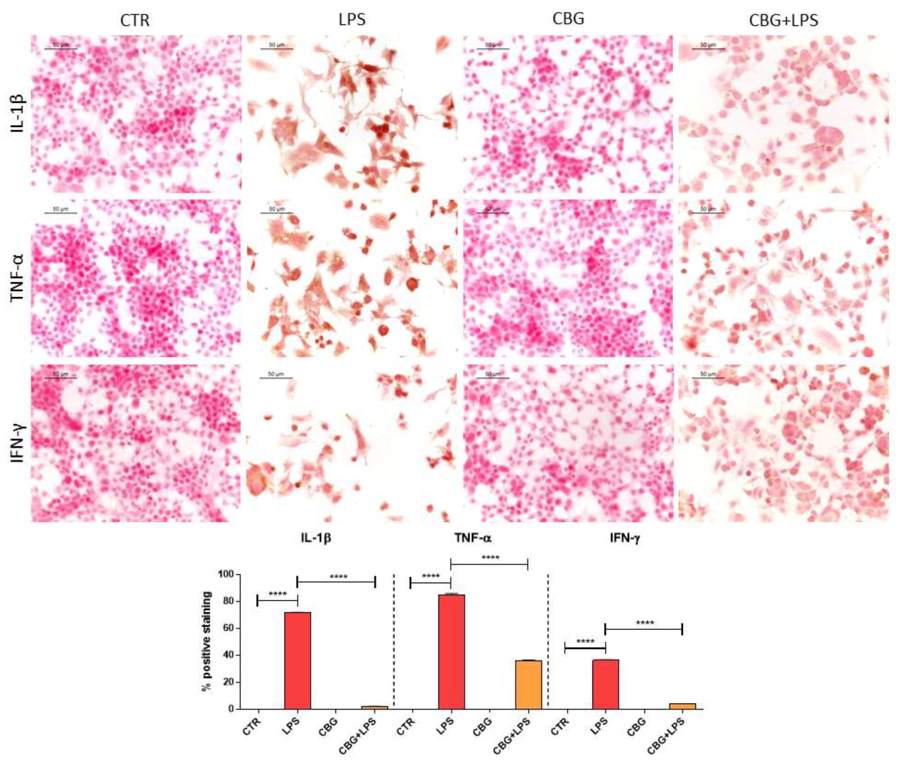 Ošetření CBG bylo schopno snížit hladiny všech tří uvedených proteinůIL-1β, TNF-α a IFN-γ