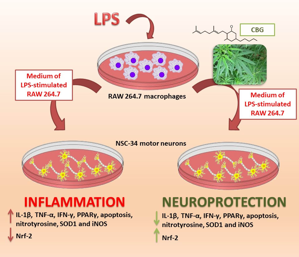 Účinnost kanabigerolu CBG, nepsychoaktivního kanabinoidu na In vitro model neuroinflamace