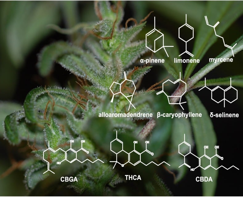 Monoterpeny a seskviterpeny v pryskyřici z konopí